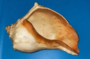 Große Muschel Welk echte Muschel 8" lang Vintage - Bild 1 von 6