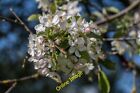 Photo 6x4 Blossom in Trent Park, Cockfosters, Hertfordshire Botany Bay/T c2014