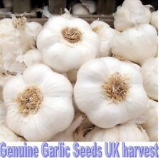 UK Garlic 50 Cloves from 5 Bulbs 'Provence Wight' Garlic