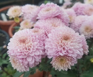 Kelvin Mystic Chrysanthemum x 1 Plant - Perennial Cut Flowers Cottage Garden - Picture 1 of 6