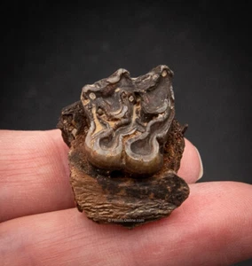 Rare Florida Early Miocene Three Toed Horse Tooth     2258 - Picture 1 of 5