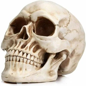 Realistic Life-size Human Skull Sculpture Replica Skeleton Home Decor Model NEW - Picture 1 of 10
