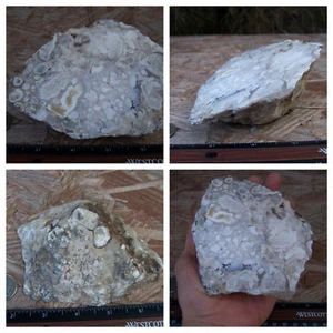 4.6" Heavy Thick Orbicular Jasper Slab End Cut 514g 18.1oz Slice Stone Crystal - Picture 1 of 10
