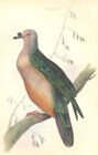 BIRDS: Carpophaga Oceanica. Original hand colouring. Prideaux John Selby;1835