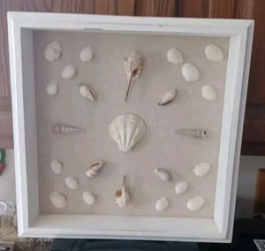 Seashell Variety Shadow Box Framed 12×12 Oceanside Wall Décor Kohl's - Picture 1 of 6