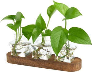 Stazione di Propagazione Piante con Supporto in Legno Kit Avviamento Piante Aria Terrario - Foto 1 di 7