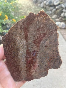 Dinosaur Bone Slab - Picture 1 of 8