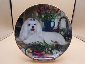 Vintage Maltese By Michele Amatrula Floral Delight Limited Collector Plate J25 - Picture 1 of 7
