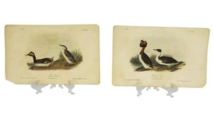 Audubon - Horned Grebe 481 - Eared Grebe 482 1840 Birds Of America 1St Ed Litho - Bild 1 von 10