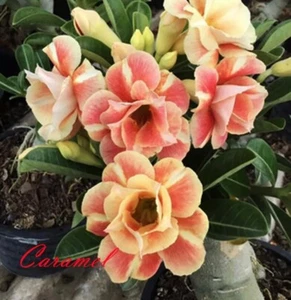5 Orange Yellow Caramel  Desert Rose Seeds Adenium Obesum Flower Perennial - Picture 1 of 1