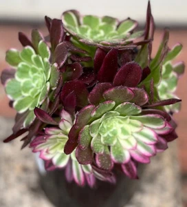 AU STOCK AEONIUM ABIGARRADO "SÚPER PINTURA TINTA" ESQUEJES SUCULENTOS 8-27 - Imagen 1 de 4