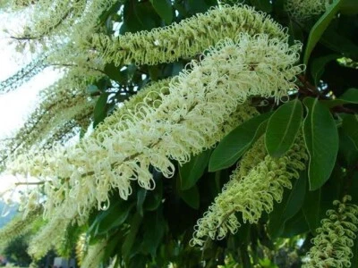 IVORY CURL SEEDS BUCKINGHAMIA CELCISSIMA FLOWERING TREE SHRUB - Image 1 of 3