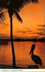 Vintage Postcard, Palm Tree & Pelican Silhouette At Sundown Sunset, Florida used - Picture 1 of 2