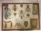 Original vintage pull down school chart of Bee , Honeybee