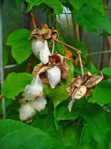 5 semi di Gossypium arboreum, - Foto 1 di 5