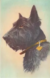 Early SCOTCH TERRIER Scottie Dog Postcard - Picture 1 of 2