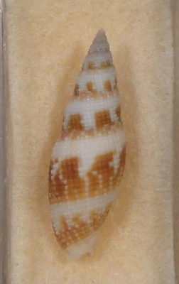 Mitra Neocancilla Clathrus 27 mm Mactan Island Cebú, Filipinas 80 brazas en bronceado Foto 1 de 4