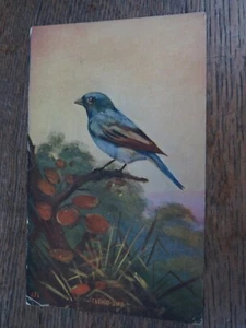 INDACO BUNTING quadro arte uccellino cartolina d'epoca non usata - Foto 1 di 9
