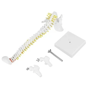 Spine Model Spine Model With Stand 45cm Removable Flexible Human Spine Model - Picture 1 of 7