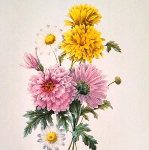 Redoute Floral Bouquet Botanical Flowers Print Book Plate 22 Chrysanthemes - Picture 1 of 3