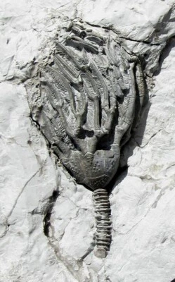 EXTINCTIONS- VERY COOL DEVONIAN PYRITIZED ARTHROACANTHA CRINOID FOSSIL - DETAIL! - Image 1 of 2