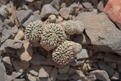Pelecyphora Aselliformis Cactus 7 Heads Cluster - Image 1 of 4
