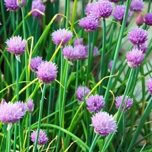 Chives Seeds 300+ Common Onion Herb Vegetable Garden USA NON-GMO FREE SHIPPING - Picture 1 of 2
