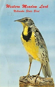 Western Meadow Lake State Bird Postcard Nebraska - Bild 1 von 2