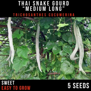 Thai Snake Gourd, Vegetable Seeds, Trichosanthes cucumerina x 5+ Seeds - Picture 1 of 5