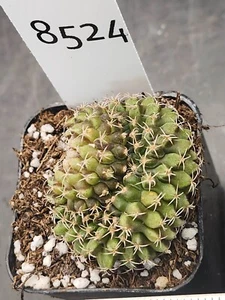Gymnocalycium Cristata Thornless Cactus Unique Rare Beautiful Cacti #8524 - Picture 1 of 3