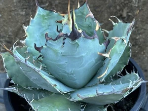 Agave Blue Titanota Select XL Seedling- Rare! A7 Colorful w/ Back Spines! - Picture 1 of 3