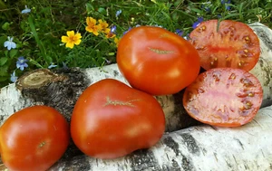 10 graines de tomate rare Mahogany Dwarf tomato Project méth.bio - Bild 1 von 4