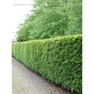 Rotbuche Fagus sylvatica 80-100 cm, Wurzelnackt. 50 Buchen. Winterharte Hecke - Bild 1 von 2