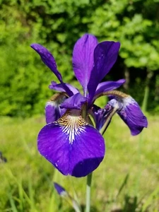 Blue/Violet Siberian Iris Live Rhizomes Plants a 3-5 Root Clump - Picture 1 of 2