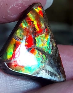 Ammolite Ammonite Coated Stone 26x22.5x6mm 17821 - Picture 1 of 4