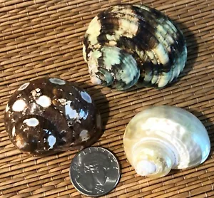3 - 1-3/4" to 2-1/2" PRETTY TURBO SEA SHELLS, Hermit Crab or Collection - Picture 1 of 5
