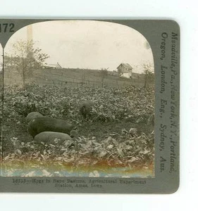 B731 Keystone 16715 Hogs In Rape Pasture Agri Experiment Station Ames Iowa D - Picture 1 of 2