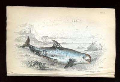 Plato 18 Biblioteca Naturalistas Original Mamíferos/Cetáceos Ordinarios/Ballenas Foto 1 de 2