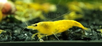 10 Neocaridine Davidi Yellow Fire Neon + omaggio superfood / caridine acquario - Immagine 1 di 4