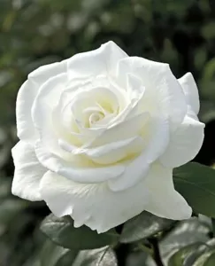 10 Double White Rose Seeds Flower Bush Perennial Shrub Flowers Seed 1249 - Picture 1 of 12