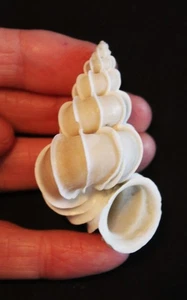 The legendary and very large 'Precious Wentletrap' seashell (ES 2) - Picture 1 of 3