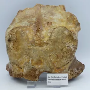 Ice Age Pleistocene Devensian Fossil Partial Reindeer Skull North Sea + Stand - Picture 1 of 11