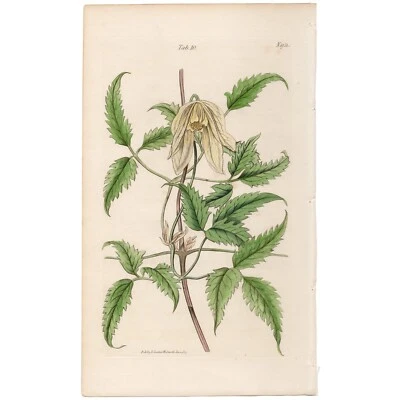 Curtis Botanical Magazine 1833 vintage flower print 10 Siberian Atragene - Image 1 of 3