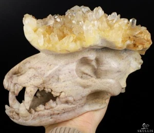 AMAZING DRUSE 8.2" Quartz Rock Crystal Carved Crystal Wolf Skull, Healing - Picture 1 of 16