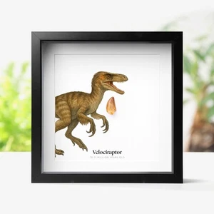Velociraptor Raptor Zahn & Aquarell Illustration Dinosaurier Fossil Kastenrahmen - Bild 1 von 7