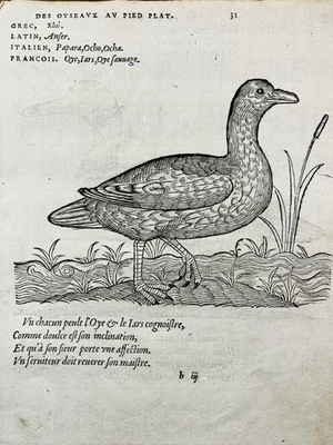 Wild Goose In 1557 Nonnette Barnacle Ornithology Rare Engraving Bird Belon - Image 1 of 4