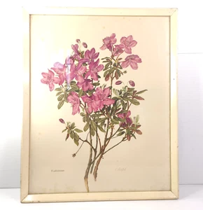 Vintage Botanical Floral Art Print Pink Azalea Gold Frame Mid Century Modern - Picture 1 of 10