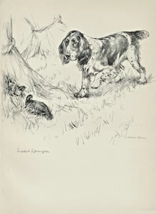 ENGLISH SPRINGER SPANIEL LOVELY OLD 1938 DOG ART PRINT by VERNON STOKES - Picture 1 of 1