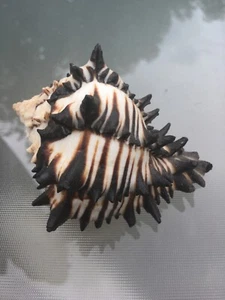 Aquarium coquillages Murex Nigritus 75 mm - Photo 1/4