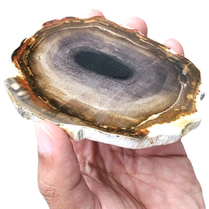 164 Gr INCREÍBLE REBANADA PICTÓRICA DE MADERA PETRIFICADA PULIDA DE INDONESIA - Imagen 1 de 3